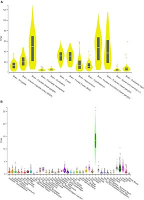 Effects of CYP46A1 Inhibition on Long-Term-Depression in Hippocampal Slices ex vivo and 24S-Hydroxycholesterol Levels in Mice in vivo